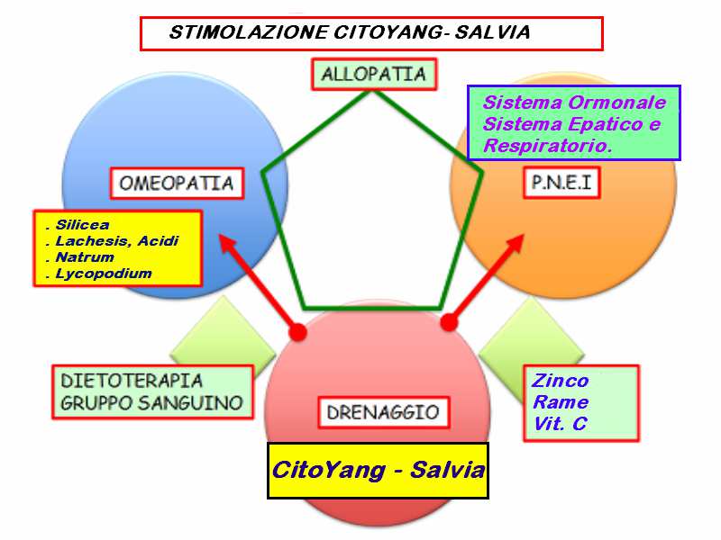 CitoYang Salvia L integrazione sistemica di CitoYang Salvia nella Terapia Consecutiva, è data dalla sua capacità di regolare il Sistema Ormonale e le problematiche relative ad esso.