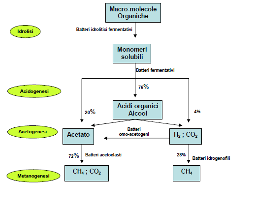 Sistemi di raccolta e di trattamento dei rifiuti solidi urbani Il processo che porta alla trasformazione della sostanza organica può essere distinto in più fasi (Figura 13): Figura 13: Fasi del