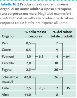 TEMPERATURA RETTALE PECILOTERMI