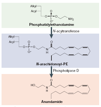 Biosintesi