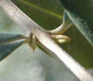 ANDAMENTO DELLA FIORITURA IN PIANTE AUTORADICATE DI CULTIVAR DIVERSE GEMME A FIORE (%) SULLA VEGETAZIONE DEL 1 ANNO (DA GEMMA LATENTE) CULTIVAR ARBEQUINA CORATINA* KORONEIKI FRANTOIO AP AS