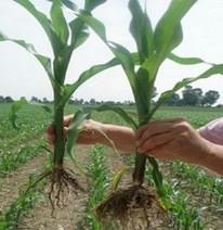 Uso delle MICORRIZE e della BEAUVERIA Le Micorrize sono dei funghi che vivono nel terreno a contatto con le radici delle piante e permettono, grazie alla simbiosi con queste di aumentare lo sviluppo