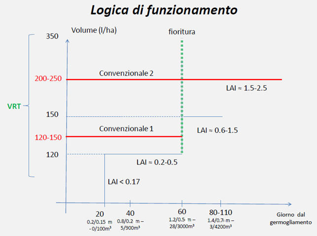 Quindi, più in particolare, in funzione delle dimensioni della parete vegetativa e secondo lo schema di figura 4.