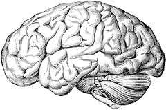 Malattia di Alzheimer Declino cognitivo Deterioramento a livello funzionale Aumenta la rigidità