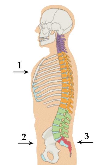 Valutazione clinica e obiettiva con metodiche accelerometriche L accelerometro è uno strumento che serve a rilevare e misurare l accelerazione (cambiamento di velocità) di un corpo mobile.