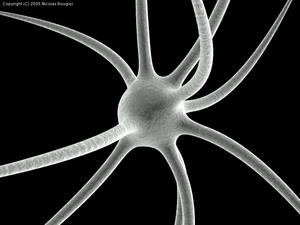 Ogni cellula nervosa (o neurone) può avere diverse migliaia di connessioni con altri