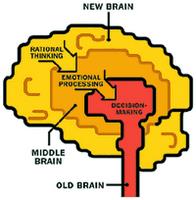 Il cervello tripartito a) rettiliano (tronco encefalico) (cervello automatico) b) paleomammaliano (sistema limbico) (cervello emozionale) c) neomammaliano (corteccia) (cervello razionale)