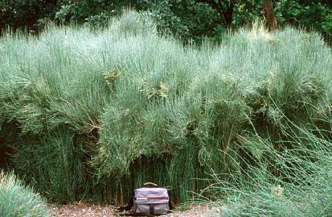 Ephedra L.