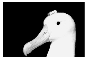 Esperimenti sulla navigazione magnetica Movimenti di foraggiamento di albatross
