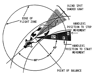 LA DISTANZA DI FUGA (FLIGHT DISTANCE) PUNTO CIECO LA DISTANZA DI FUGA DI UN ANIMALE È VARIABILE e dipende dalla sua docilità, abitudine all uomo e dal livello di agitazione.