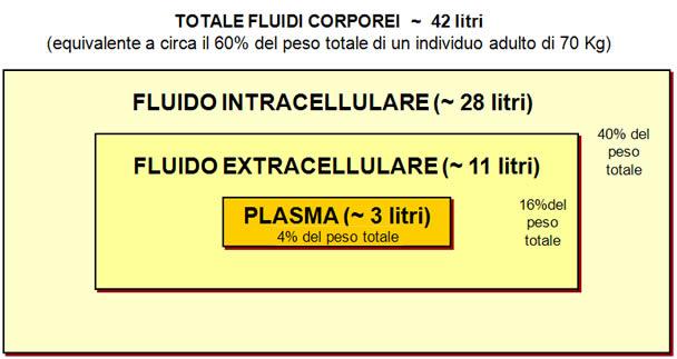 ACQUA TOTALE CORPOREA IMPEDENZOMETRIA Rappresenta circa il 73% della massa magra dell uomo. Due terzi sono intracellulari (ICW), 40% del peso corporeo.