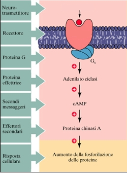 Quali le molecole coinvolte intracellularmente?