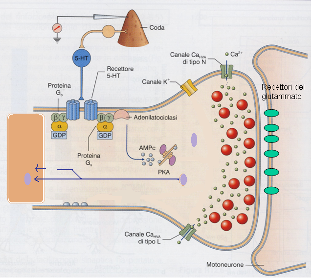 Ripetute stimolazioni con serotonina causano la