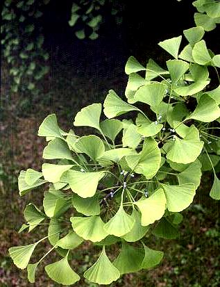 GINKGO PARTE UTILIZZATA: foglie del Ginkgo biloba CONTIENE: -FLAVONOIDI ginkgolidi (composti di natura diterpenica ginkgolide B) riconosciuto come inibitore del PAF, proposti nella terapia dell asma