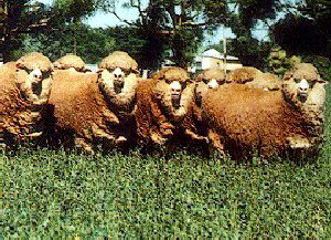 all infeltrimento. xx-xx um Merino La lana ha una naturale arricciatura che la rende facile da filare.