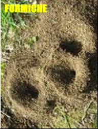 LA FORMICA La formica è un insetto, e come tutti gli insetti, ha il corpo diviso in tre parti. Sul capo ha due lunghe antenne. Toccandosi con le antenne le formiche si riconoscono tra loro.