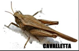 CAVALLETTE e LOCUSTE La parola cavalletta può indicare sia le cavallette nane che le cavallette migratorie (locuste), sia la comune cavalletta verde.