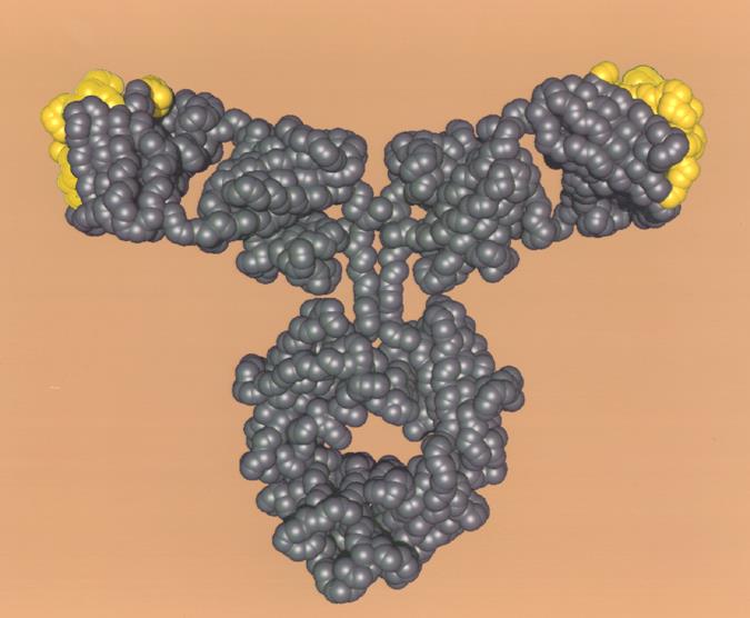 Bevacizumab (Avastin ): rhumab VEGF Recombinant Humanized Monoclonal Antibody to VEGF 93%