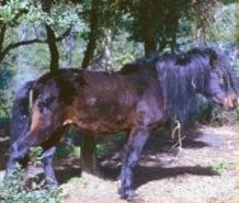 Tipo: mesomorfo. Mantelli principali: baio, morello, sauro. Altezza al garrese: 125-135 cm circa.