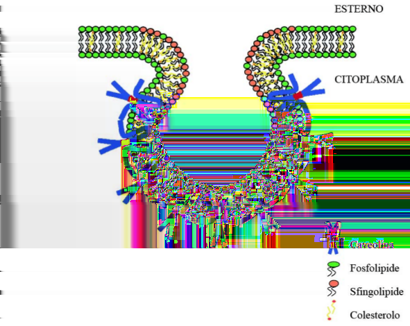 Caveoline Le caveolae devono la loro struttura alla presenza di aggregati di una proteina integrale di membrana, la caveolina, la cui famiglia conta tre membri, caveolina-1 (CAV1), caveolina-2 (CAV2)