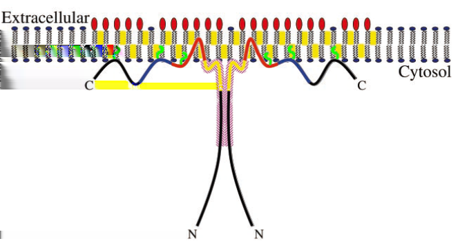 amplificata è stata utilizzata come sonda in una library di cdna cardiaco di ratto per rintracciare il cdna completo (Tang et Al., 1996).