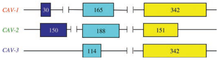 proteine (G-protein, Ha-Ras, chinasi della famiglia Src) (Li and Lisanti. 1996): la sua sequenza è stata utilizzata per cercare ulteriori proteine capaci di interagire con esso.