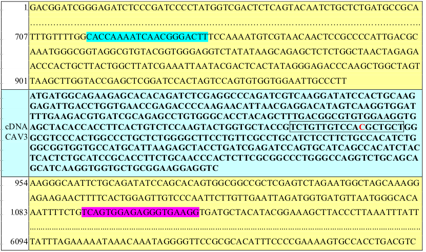 Tabella 5: Sequenza del plasmide ricombinante pcdna 3.1/CT-GFP TOPO + cdna hcav3 wild type. In bold la sequenza cdna del gene CAV3 umano.