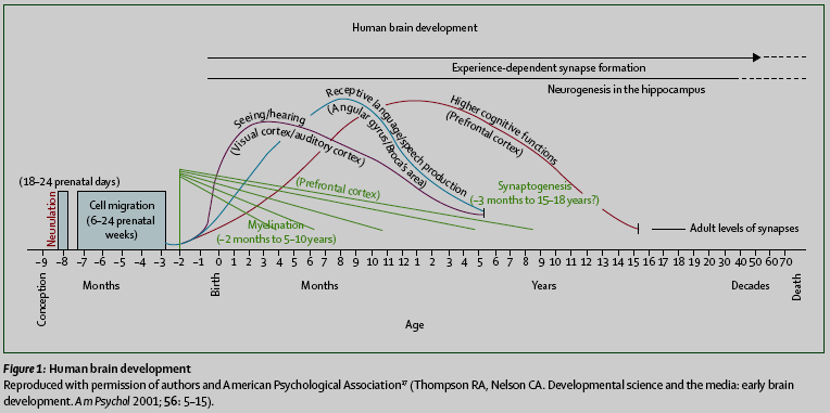 I periodi critici dello sviluppo delle funzioni cerebrali