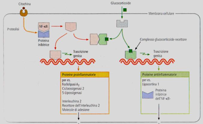 Struttura del recettore per i glucocorticoidi Complesso dimerico normalmente complessato a proteine che inibiscono la sua interazione con il DNA L