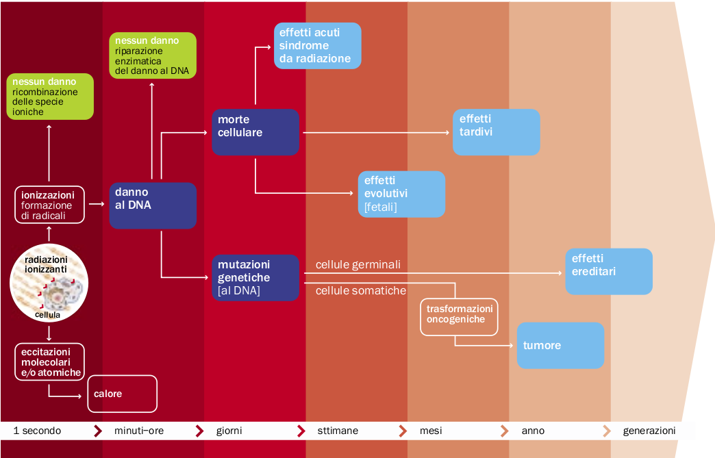 RADIOBIOLOGIA E FARMACOLOGIA Sviluppo di sensori (telecamere) scintigrafiche di