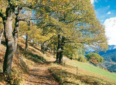 Proseguire ancora lungo il sentiero 4-5 in direzione sud fino al maso Mistroler e poi a Villa/Moardorf. Prima del paese, a destra, un sentiero conduce a S.Andrea.