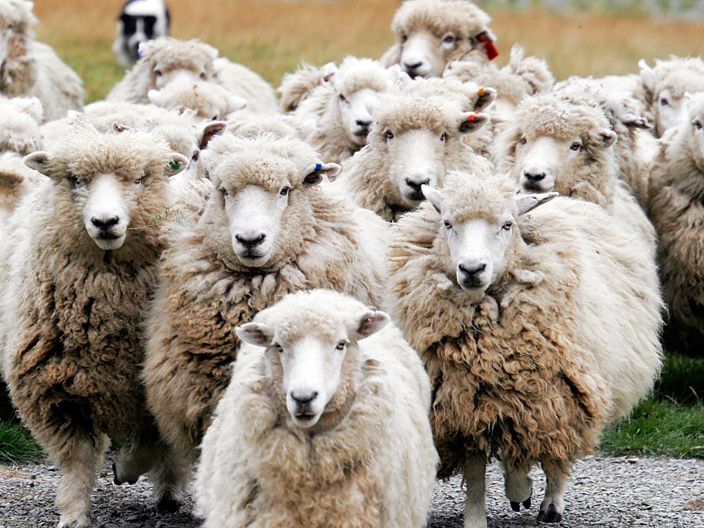 Alcuni consigli per la movimentazione degli ovi-caprini Le pecore preferiscono muoversi da una zona più scura verso una zona più chiara, quindi evitare situazioni nelle quali siano costrette ad