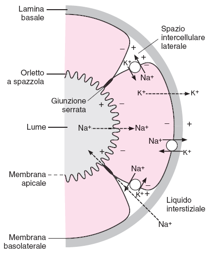 capillare