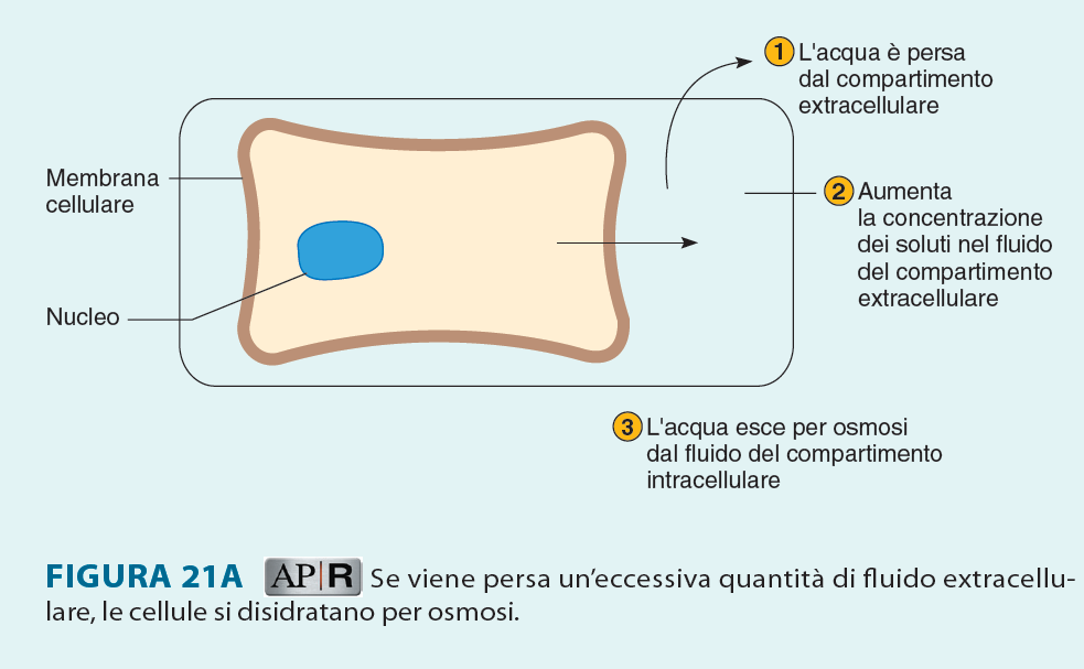 Bilancio dei fluidi e degli elettroliti Se viene persa un eccessiva