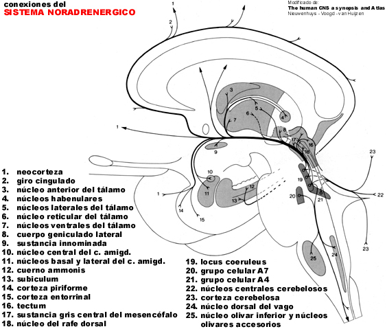 sistema noradrenergico funzione nella regolazione delle risposte comportamentali (capacità di pensiero, tono d'umore) ed umorali (secrezione di ormoni) verso stimoli ambientali potenzialmente