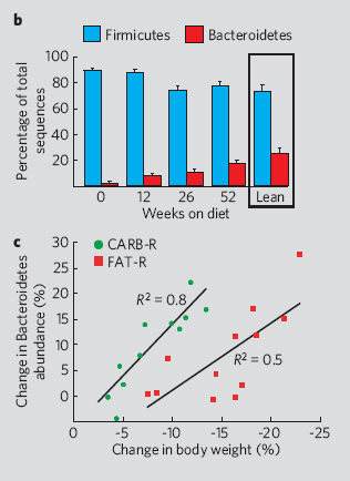 DISTRIBUZIONE DI FIRMICUTES E BACTEROIDETES IN INDIVIDUI MAGRI E IN SOGGETTI OBESI: EFFETTO DELLA DIETA CORRELAZIONE CON IL CALO PONDERALE Composizione della flora batterica intestinale in soggetti