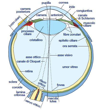 CAMERA ANTERIORE: spazio tra sup interna cornea e iride; comunica con la CAMERA POSTERIORE attraverso la pupilla.