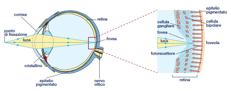 Nella regione della fovea i raggi