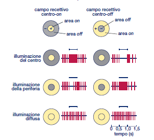 ANTAGONISMO CENTRO-PERIFERIA delle cellule bipolari Possono essere : CENTRO-ON (rispondono ad aumenti della luminosità nel centro del CR)