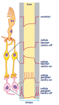 Le cellule bipolari producono potenziali graduati che, tramite il rilascio di Glut, inducono scariche di PA nelle c. gangliari. Al buio l interazione del Glut con i rec mglur6 (sulle c.