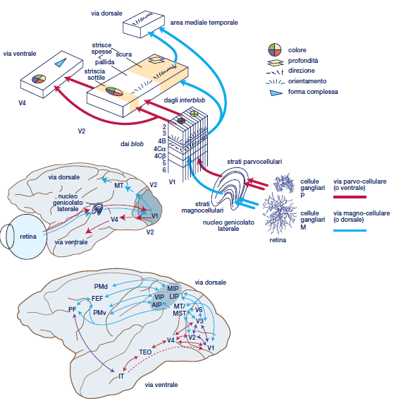 AREE VISIVE EXTRASTRIATALI Da V1 proiezioni a V2, con organizzazione retinotopica simile a V1, e alternanza di strisce scure (sottili e spesse) e strisce pallide spesse.