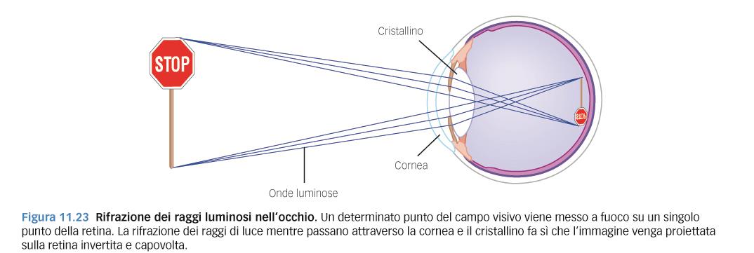 Nell occhio i raggi provenienti da punti diversi dell immagine convergono su punti diversi del piano focale, originando