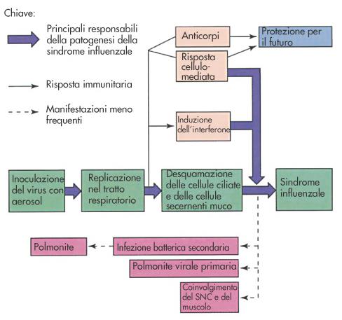 Patogenesi & immunità Iniziale infezione citocida del tratto respiratorio superiore (cellule ciliate, cellule secernenti muco) Possibile diffusione al tratto respiratorio inferiore Guarigione