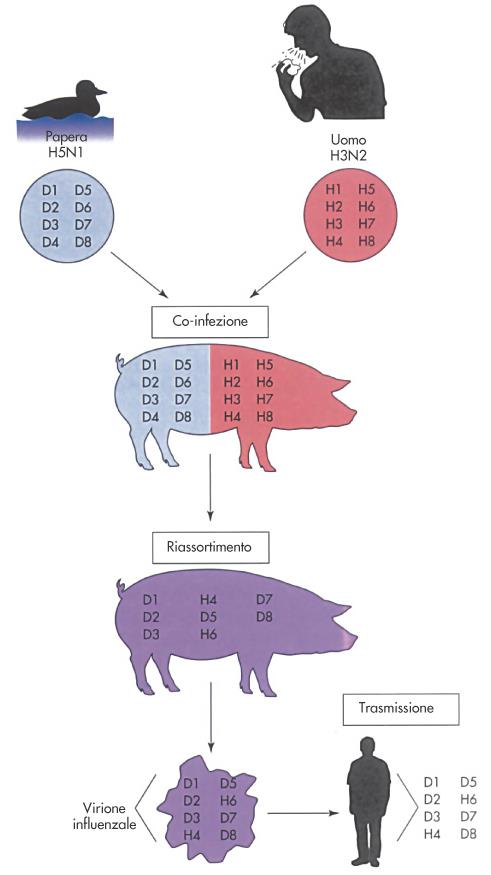 NA antigenic drift (modificazioni antigeniche minori) nei virus A e B fenomeni epidemici, ogni 2-3 anni circa riassortimento tra genomi di ceppi diversi