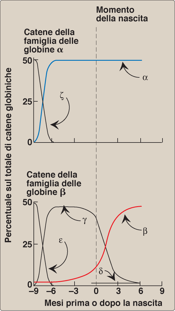 Emoglobine durante l ontogenesi Oltre alla catena, sempre presente, HbA 0 : β 2. HbA 2 : δ 2 Hb F, fetale: γ 2.