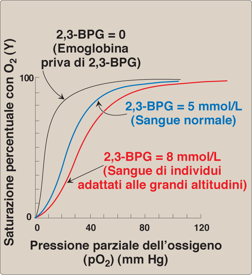 2,3-bisfosfoglicerato (BPG): il regolatore dell affinità dell emoglobina per l ossigeno - II P.
