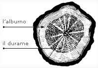 Fig. 1.2 Durame e alburno L'alburno fresco è sempre di colore chiaro (da cui il nome), a volte bianco ma più spesso con una sfumatura di giallo o bruno.