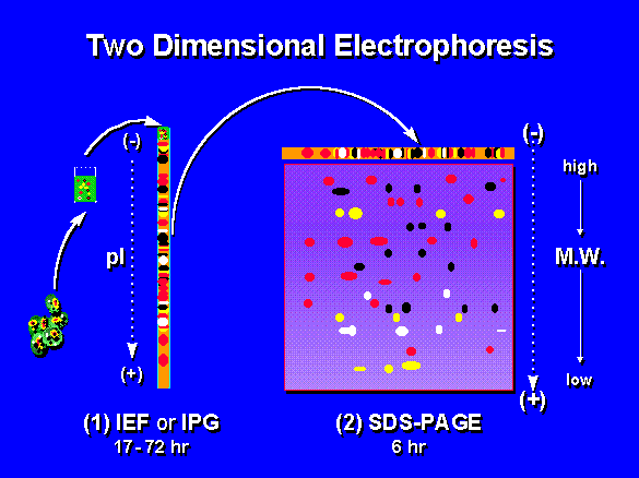 ELETTROFORESI BIDIMENSIONALE (2D-PAGE) E possibile