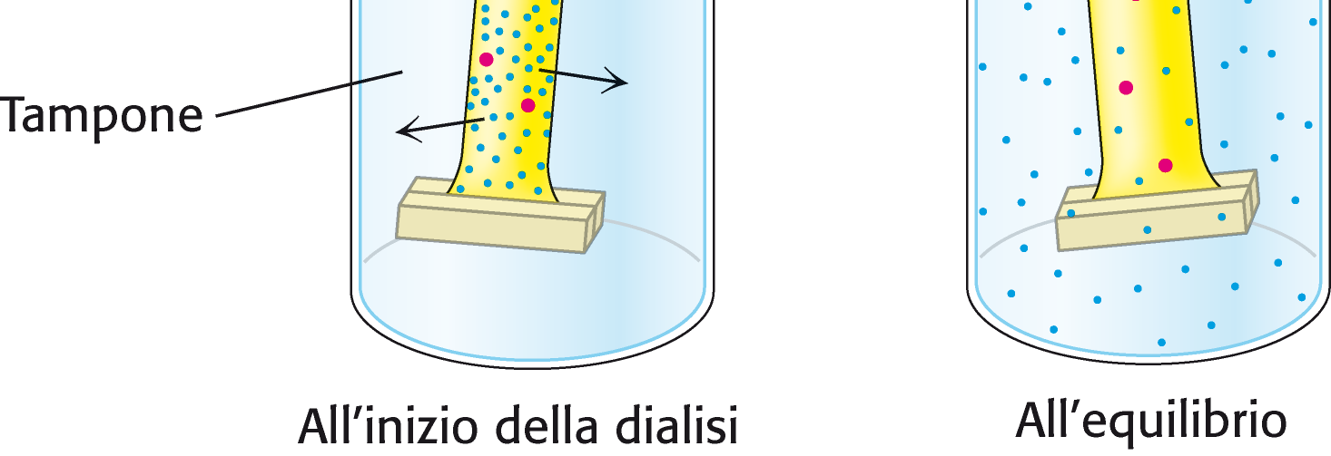 Dialisi La dialisi consente di effettuare il cambio del tampone tra un passaggio cromatografico e l altro.