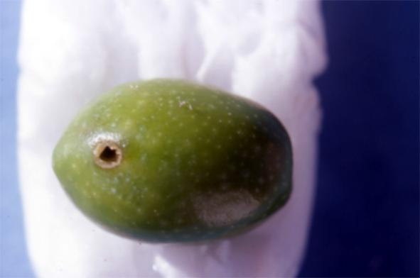 mosca dell olivo La mosca ha un numero di generazioni variabili a seconda delle regioni, r del clima e della disponibilità di olive.